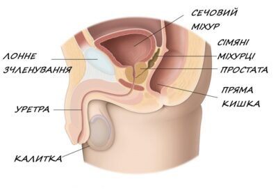 Вправи для укріплення м’язів тазового дна
