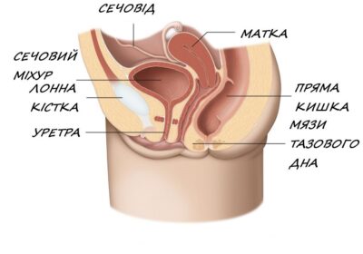 Лікувальна гімнастика при нетриманні сечі